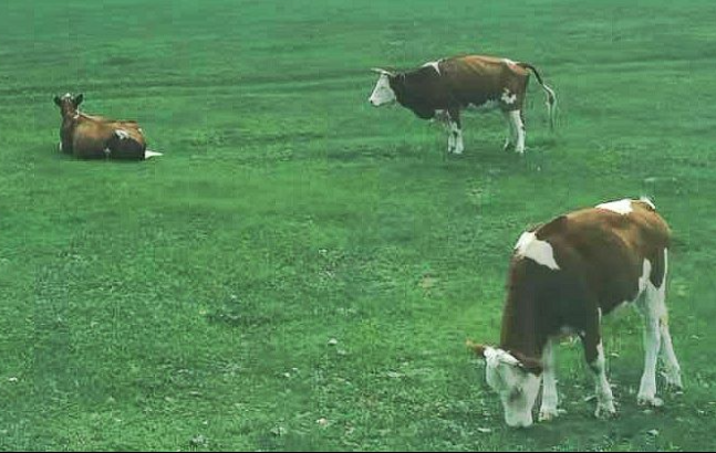 湖北省農(nóng)業(yè)農(nóng)村廳 省財政廳 省農(nóng)業(yè)發(fā)展中心關于進一步強化病死畜禽無害化處理工作的通知