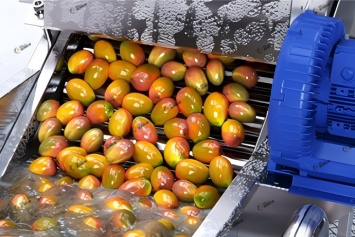 工业芒果果浆是怎么生产的？一条5吨/小时芒果加工生产线的完整流程